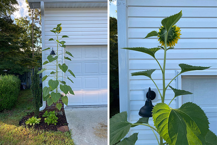 My Sunflower In The Front Of My House Finally Bloomed For The World To See