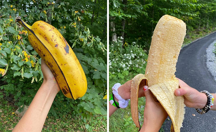 World's Biggest Banana. What Would You Do With It?