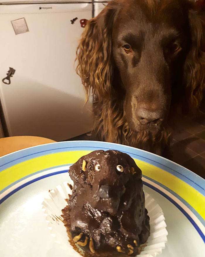 When You Try To Bake A Cake Of Your Dog And It Looks More Like A Poo