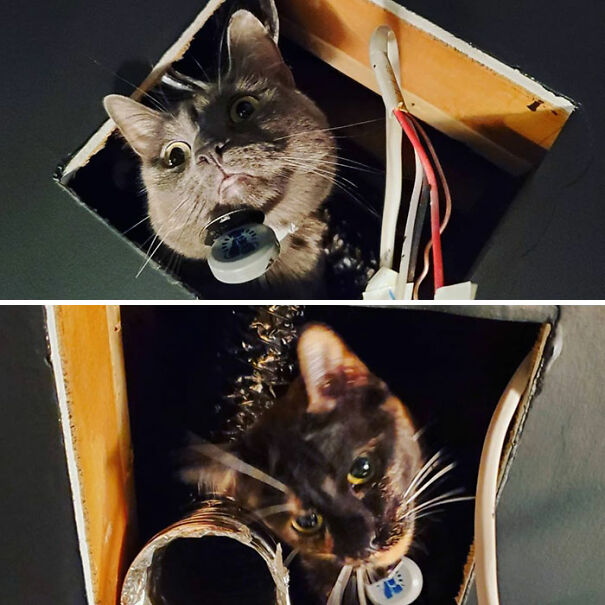 Ceiling Cat Visitations
