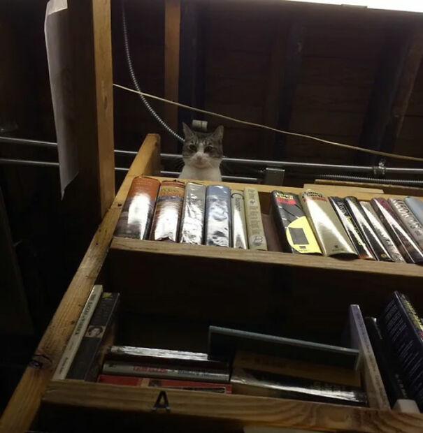 I Was Browsing The Books In This Small Secluded Book Store When I Heard Something Above My Head