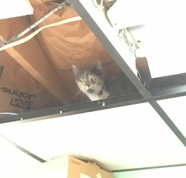 Turns Out We Have A Ceiling Cat At Work