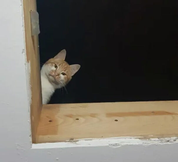 My Girlfriend's Cat, Orange. Put Him In The Attic To Hunt For Mice And Now He Doesn't Want To Come Back Down