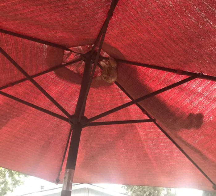 El gato paraguas te observa