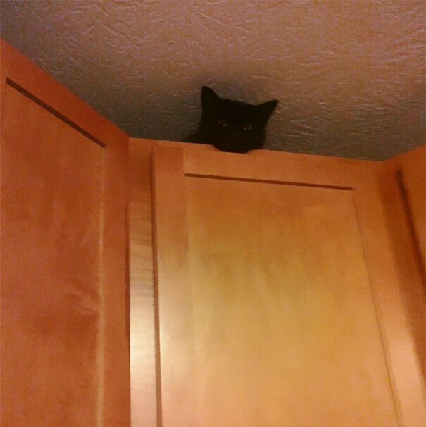 Ceiling Cat Will Murder You