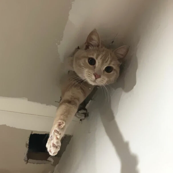 Your Privacy Isn't Safe From Ceiling Cat