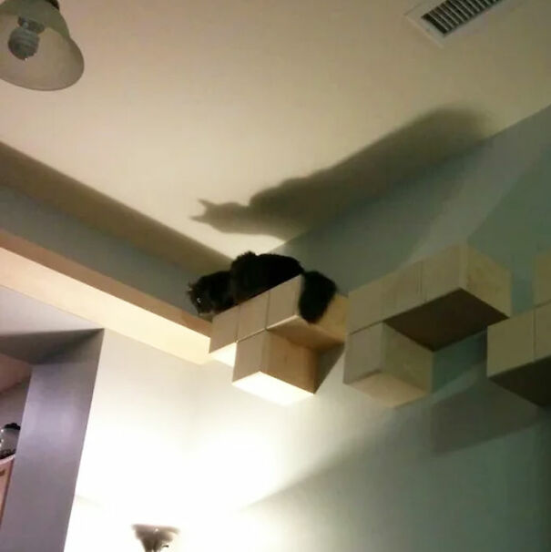Doing Important Ceiling Cat Business