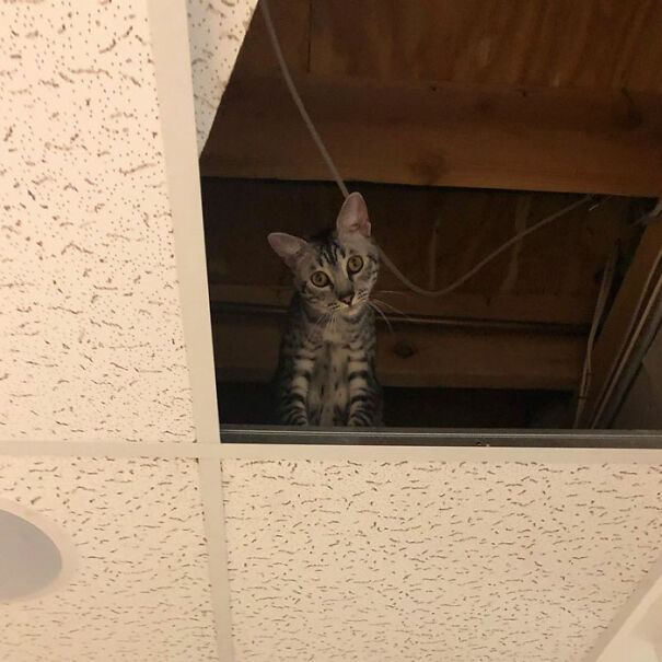 Upgraded From Clock Cat To Become Ceiling Cat
