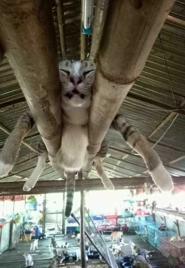 Just A Cat Hanging Out
