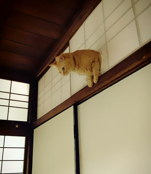 Just Another Day In The Life Of Ceiling Cat