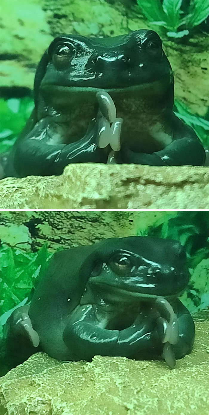 Praying To The Almighty Frog Gods