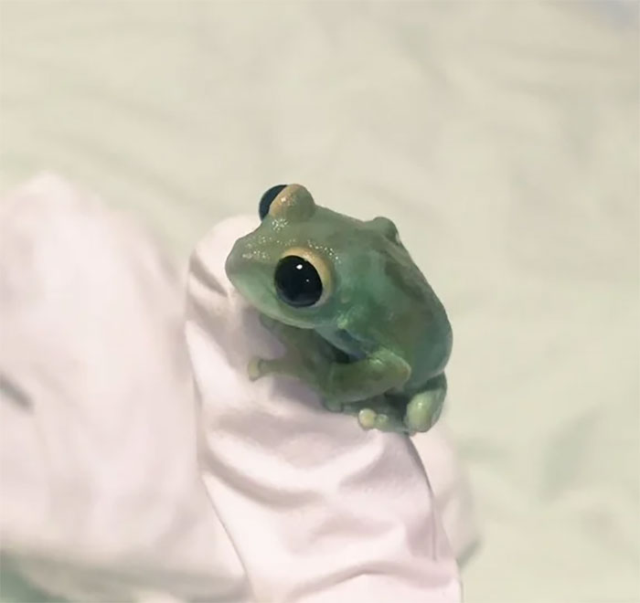 Smol Frog