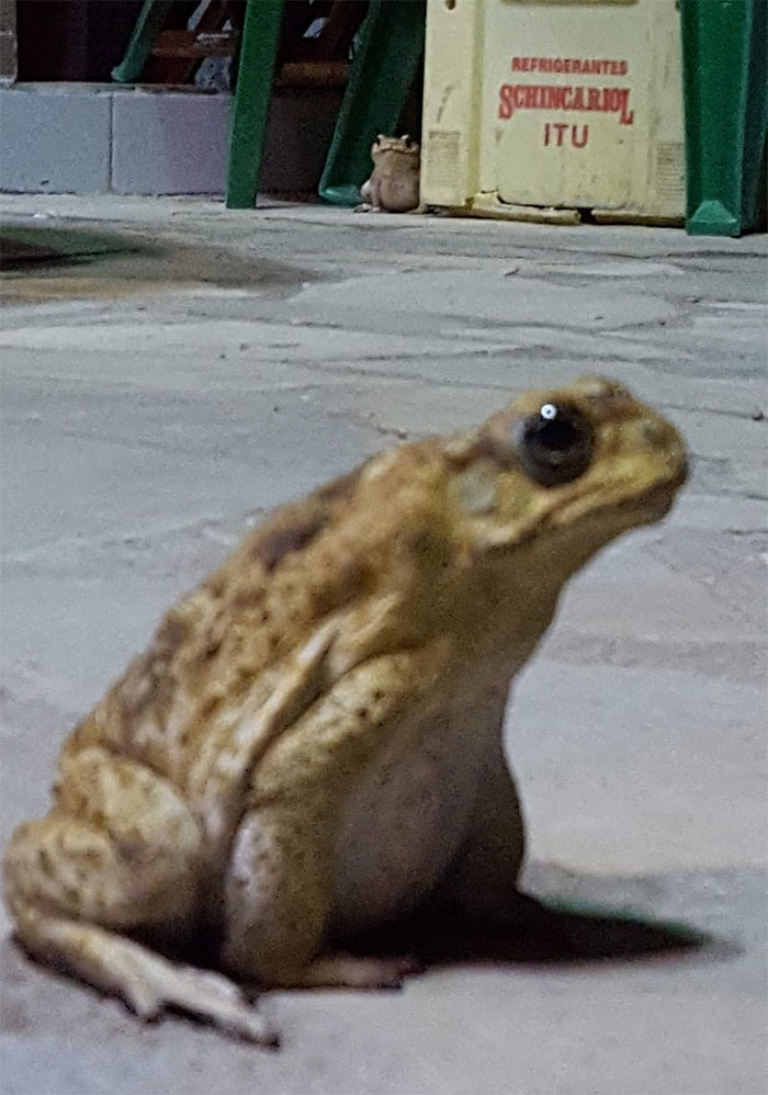I Got Distracted By The Frog In The Back And Lost Focus But To Be Entirely Honest I Think National Geographic Should Use This Picture As Their Cover