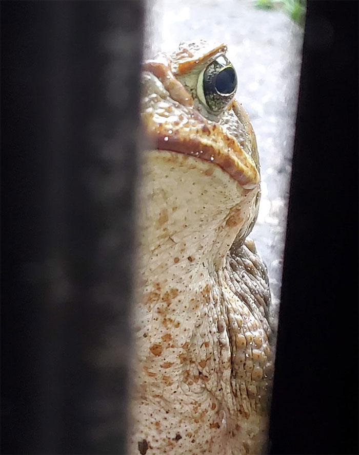 Mr. Toad Is Now Available For Zoom Meetings And Is Actively Seeking Formal Representation. He Also Asks That No One Look Him Directly In The Eye And Will Only Drink Sparkling Water