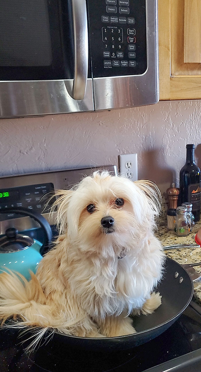 Sister Left Me In Charge Of Her New Puppy. Sent Her This Saying "He's On A Wok"