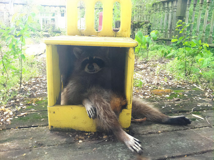 Racoon Stuck In A Yellow Chair