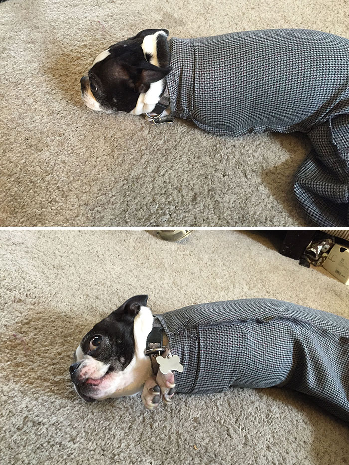 The Coat Incident - My Dog Molly Got Stuck In The Arm Of A Coat. I Couldn't Stop Laughing