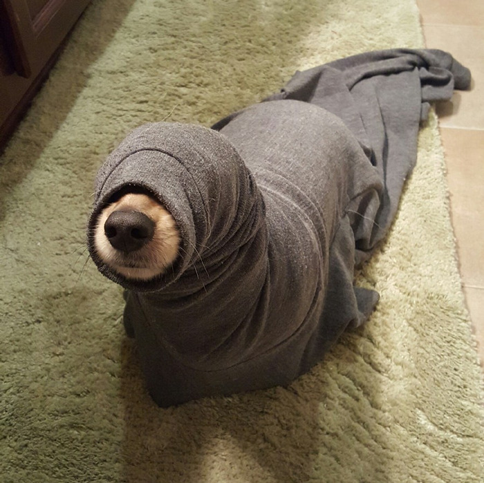 Seal On The Loose