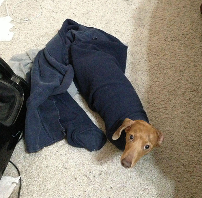 My Miniature Dachshund Was Crying From My Bedroom So I Decided To See What The Issue Was. He Is Stuck In The Arm Of My Sweatshirt