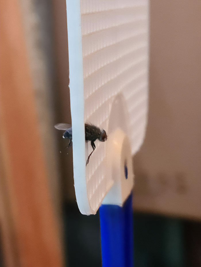 A Fly Flew In To Fly Swatter By Itself And Got Stuck