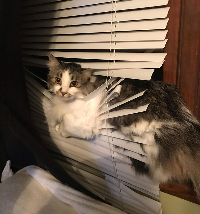 We Heard A Noise, Turned Around, And There’s Zoey, Stuck In The Damn Blinds