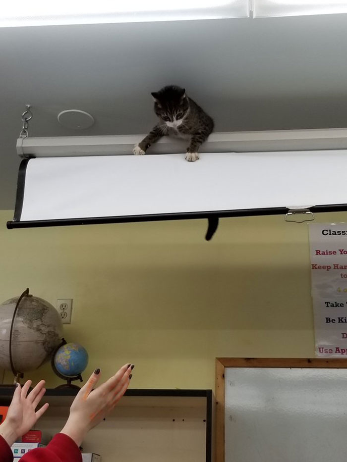 Random Cat Stuck On Projector Screen