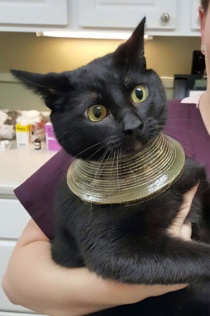 My Friend's Cat Got It's Head Stuck In A Vase, Freaked Out, Broke The Vase, And Was Left With This