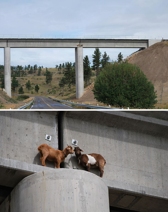 Two Young Goats Stuck On A Bridge