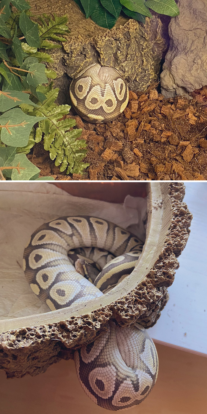 Snakes Get Stuck Too!