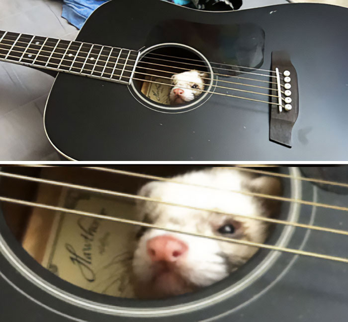 Ferret Finds A New Home