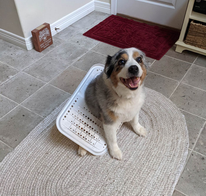 My Parents Dog Got Happily Stuck In The Cats Litter Box Lid