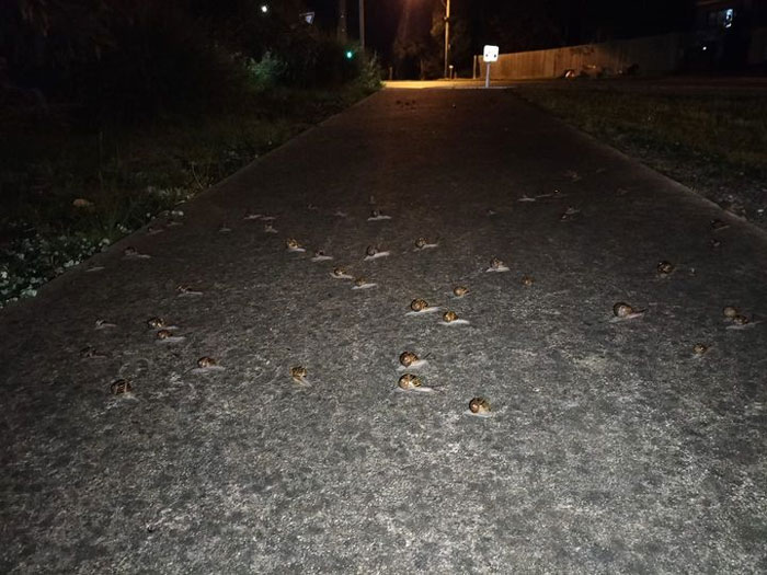 They're Moving In Herds, They Do Move In Herds!