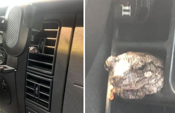 This Idiot Was On The Side View Mirror Goin 60 Mph, And Obviously I Let Him In. He Sat Like This, By Himself, For 20 Mins Till We Got Home And Were Able To Get Him Back Outside