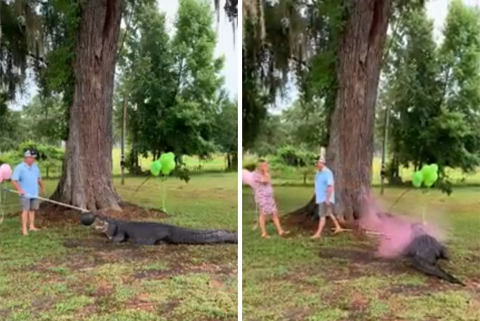 Meanwhile In Florida... Aligator Assisted Gender Reveal