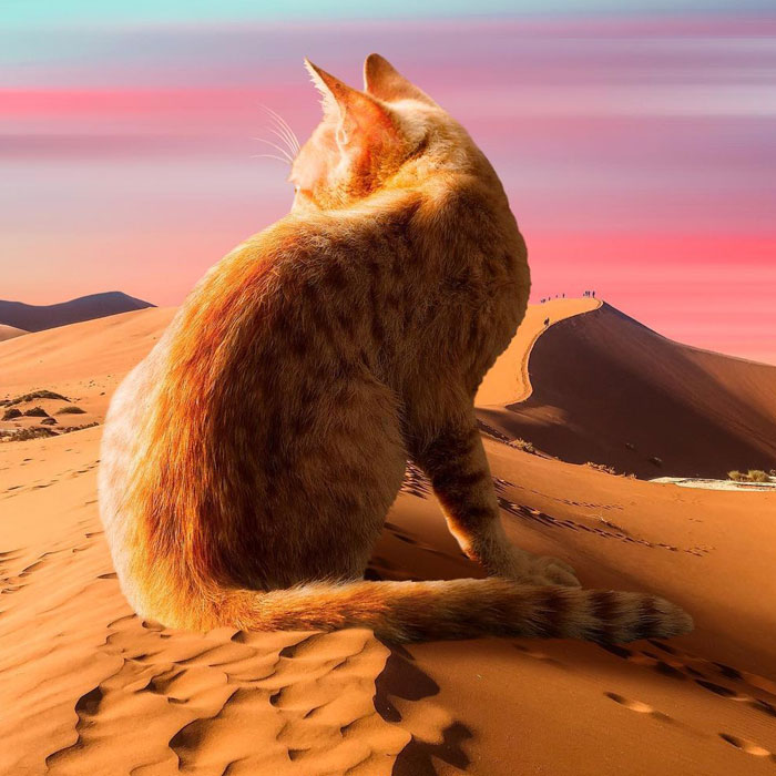 91 Surreal Photo Edits With Giant Cats By Matt McCarthy (New Pics)