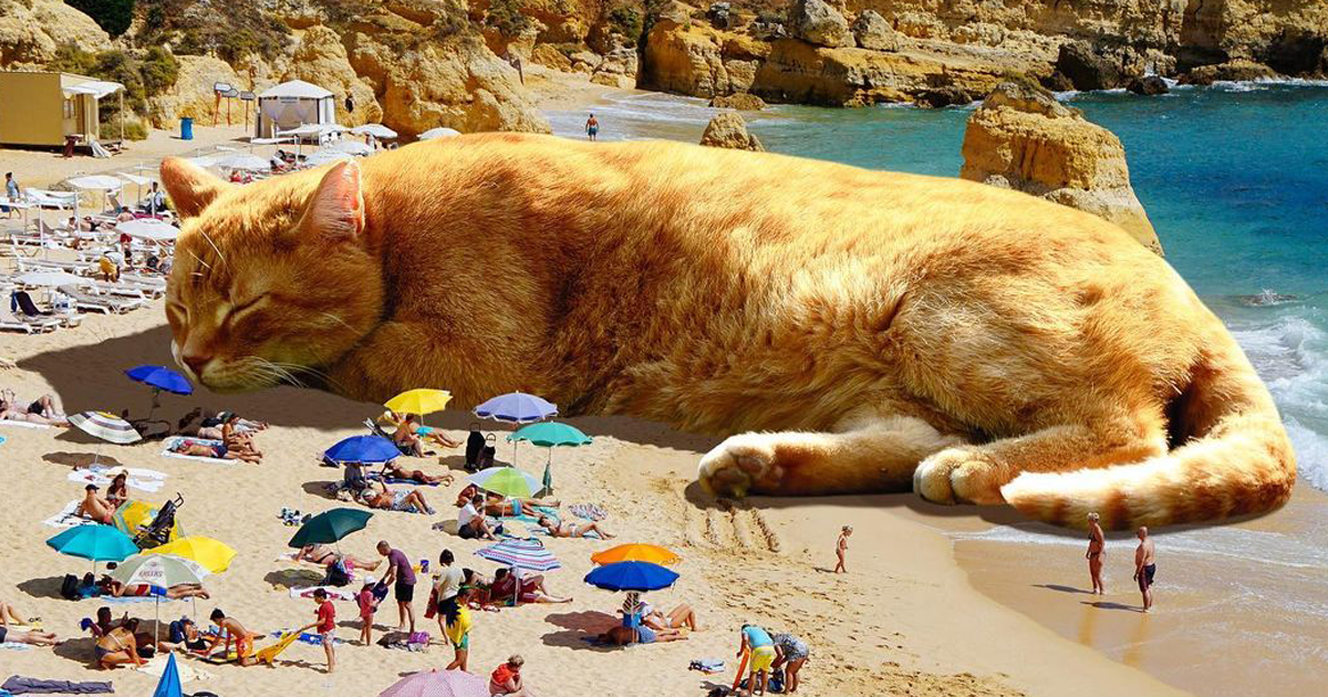 https://www.boredpanda.com/blog/wp-content/uploads/2021/09/giant-cats-surreal-photo-manipulations-matt-mccarthy-part-2-fb9.png