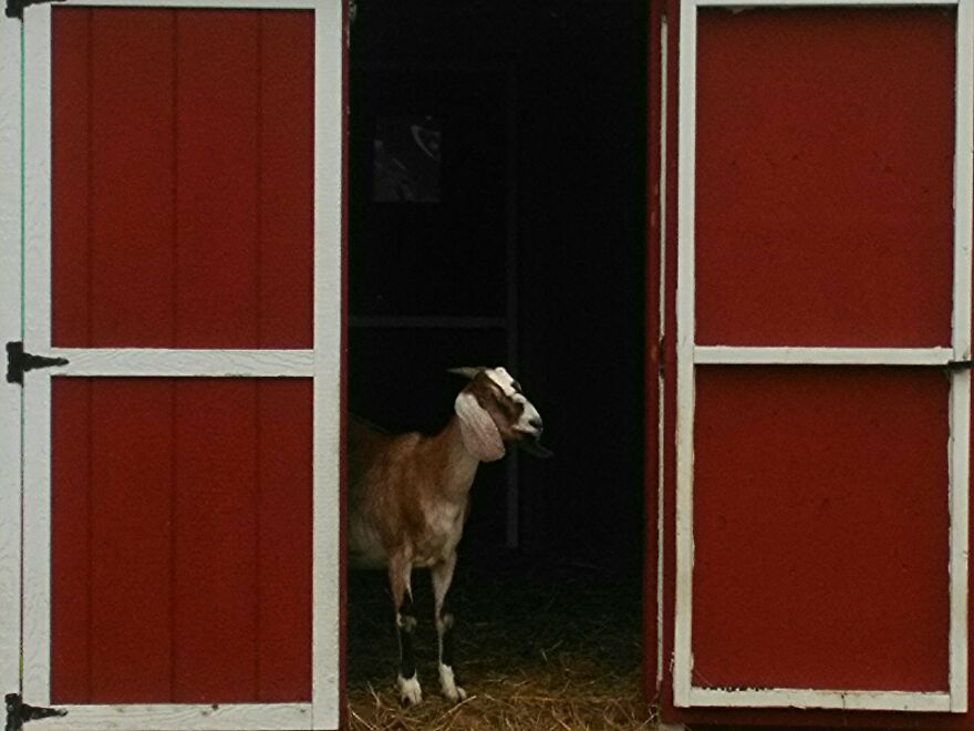 My Vermeer Goat