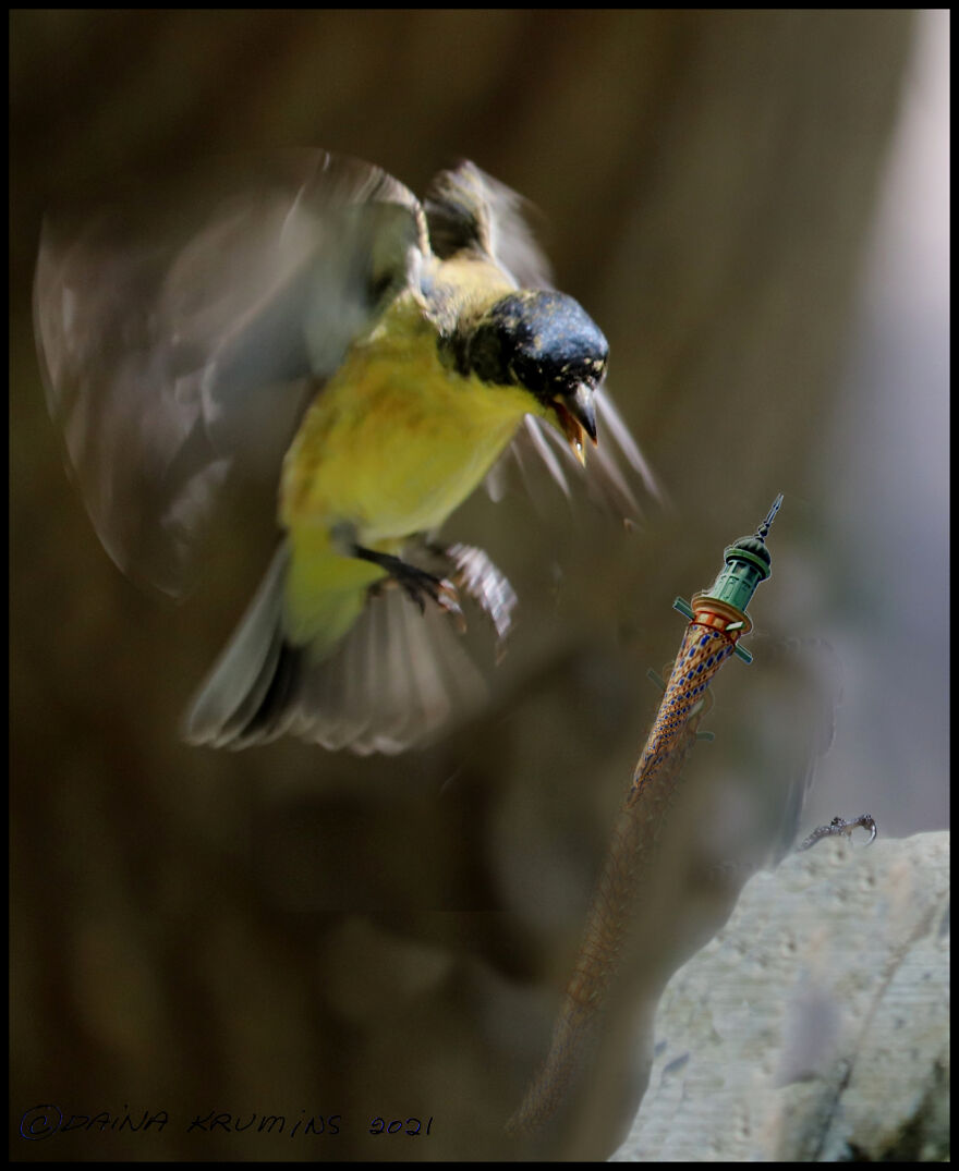 Intergalactic Gypsies