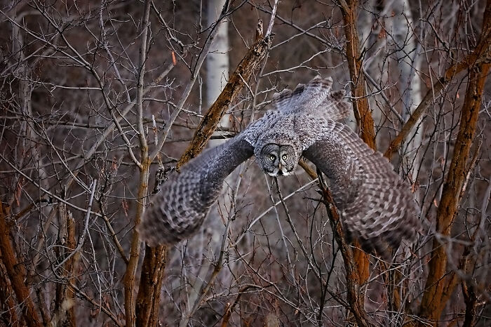 Great Gray Owl Hunting The Hillside Below Me Is One Of My Favorite Wildlife Photos That I Took
