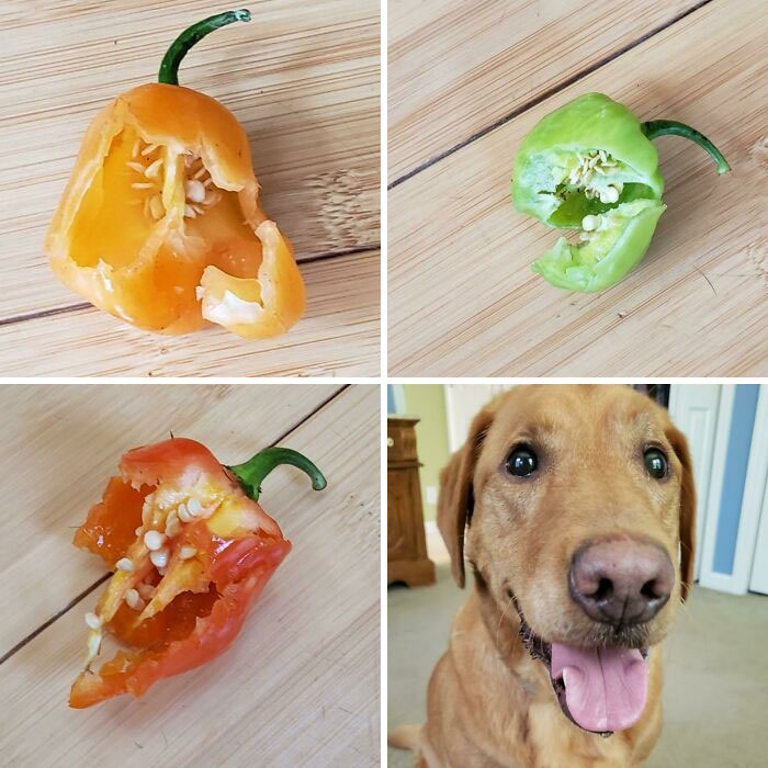 I Can't Even Make This Stuff Up! Last Friday Maddie Ate A Piece Of My Dad's Birthday Cake. Today She Ate A Good Portion Of Three Habanero Peppers And An Entire Small Mystery Hot Pepper. I Checked With The Vet And Have Been Warned (In Between Fits Of Her Laughter) That Tonight Is Going To Be Bad