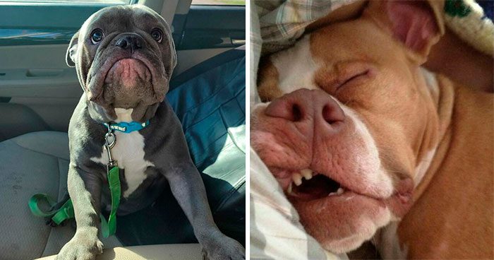 “What’s Wrong With Your Dog?”: People Are Sharing Pics Of Their Dogs Acting Bizarre (50 New Pics)
