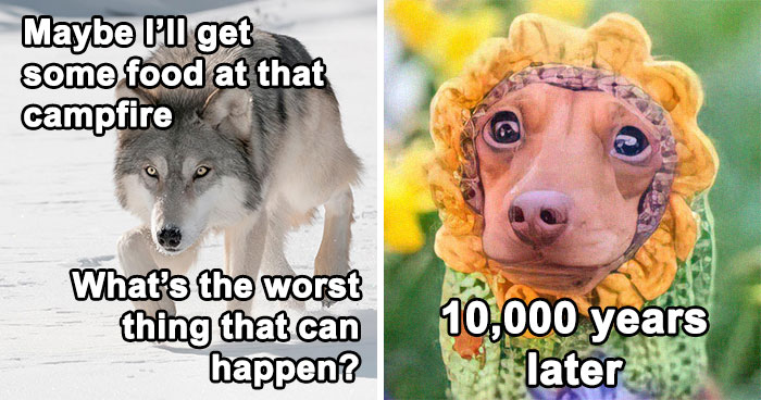 50 Of The Best History Memes For Anyone Wanting To Learn More About Our Past