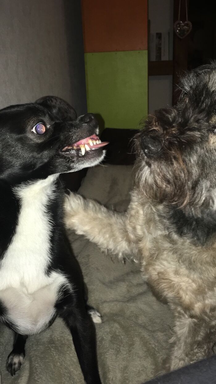 Suki Didn‘T Want To Cuddle