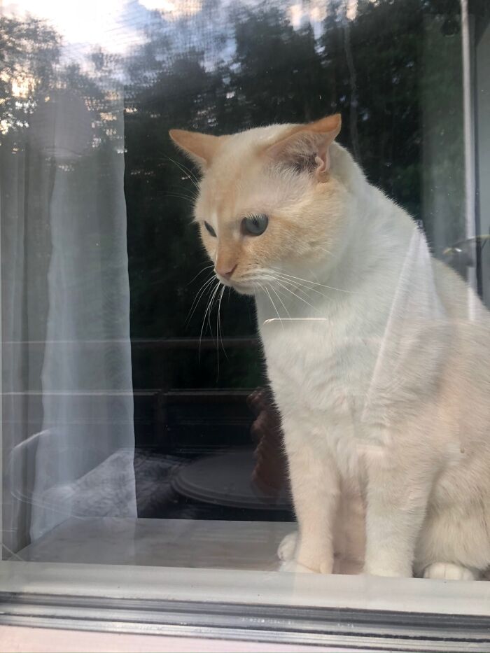 Spartacus Doesn’t Understand That Our Other Cat Dexter Is Dexter When He’s In The Balcony