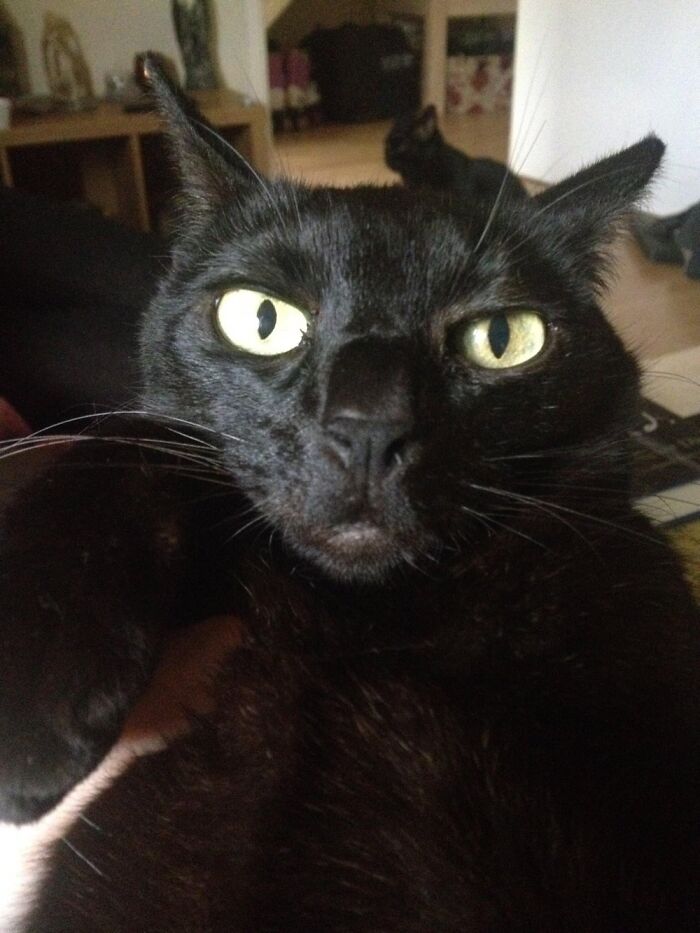 Not Mine But My Sisters Cat. Unimpressed At Human Daring To Speak To Her