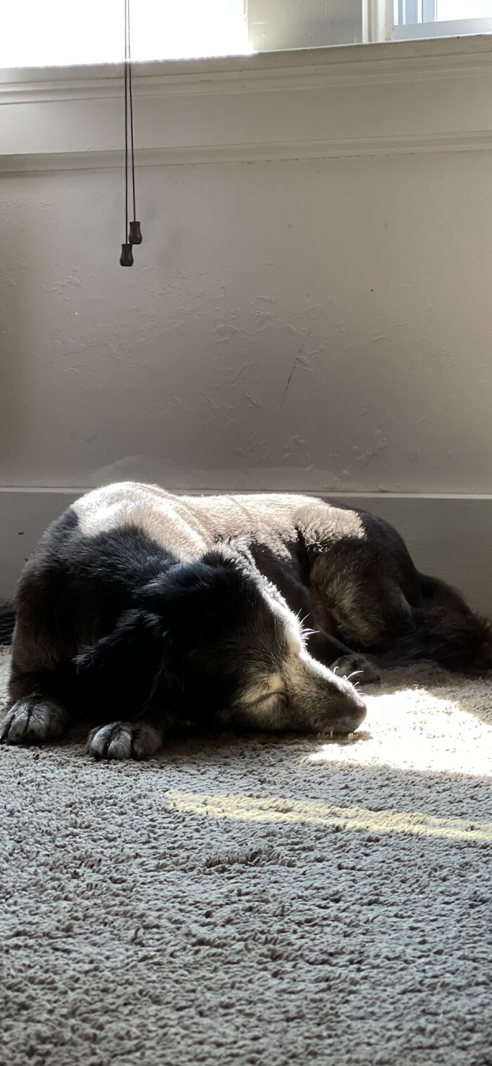 Post Pictures Of Your Beautiful Senior Dogs