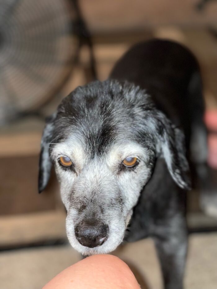 Post Pictures Of Your Beautiful Senior Dogs