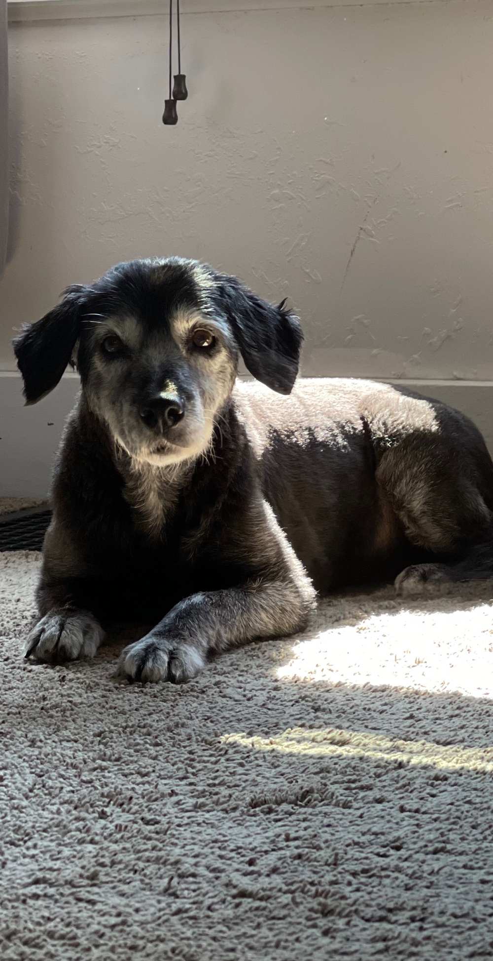 Post Pictures Of Your Beautiful Senior Dogs