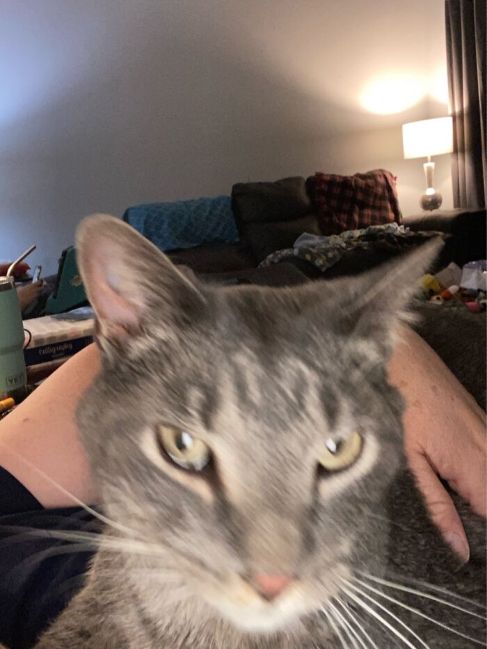 Why Aren’t You Petting Me?