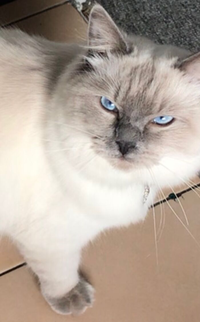 He Wanted A Second Breakfast,i Said No,he Disagreed.